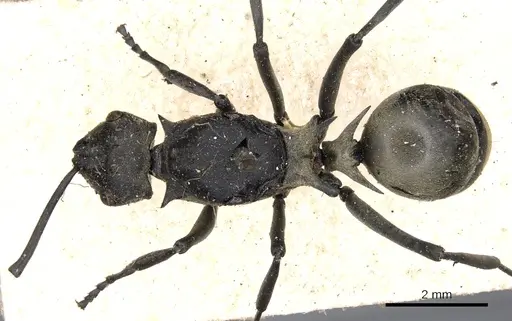 Polyrhachis peregrina specimen CASENT0901830 image casent0901830_1