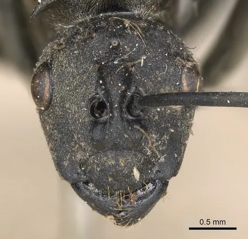 Polyrhachis peregrina specimen CASENT0901830 image casent0901830_2