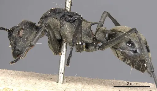 Polyrhachis peregrina specimen CASENT0901830 image casent0901830_3