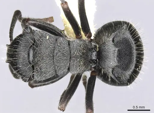 Polyrhachis phidias specimen CASENT0906825 image casent0906825_1