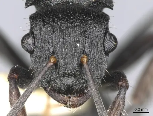 Polyrhachis phidias specimen CASENT0906825 image casent0906825_2