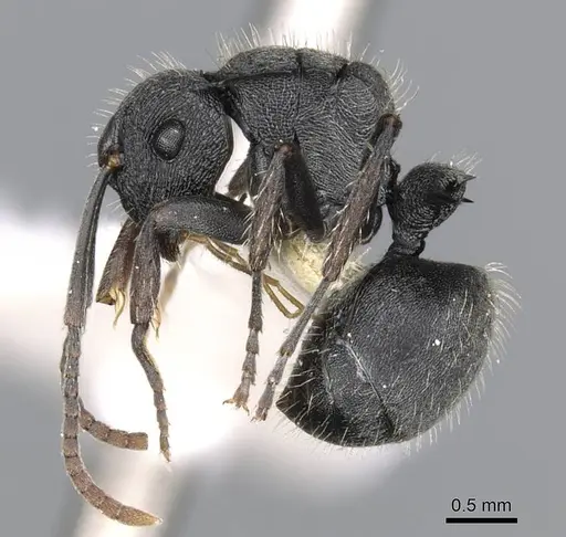 Polyrhachis phidias specimen CASENT0906825 image casent0906825_3