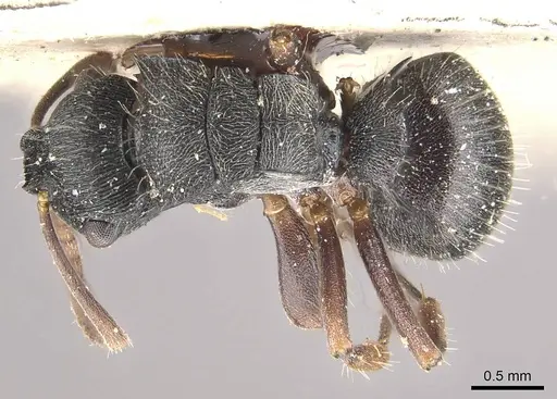 Polyrhachis phidias specimen CASENT0910951 image casent0910951_1