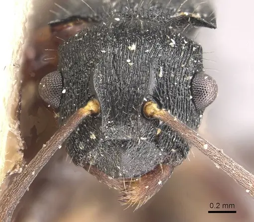 Polyrhachis phidias specimen CASENT0910951 image casent0910951_2