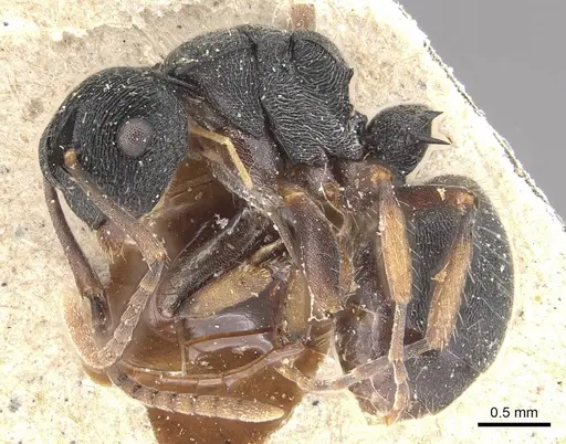 Polyrhachis phidias specimen CASENT0910951 image casent0910951_3