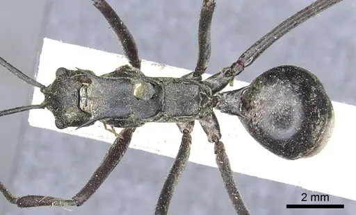 Polyrhachis philippinensis specimen CASENT0903435 image casent0903435_1
