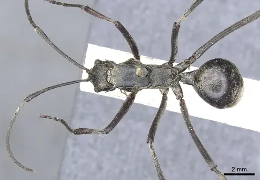 Polyrhachis philippinensis specimen CASENT0903435 image casent0903435_2