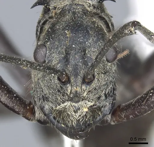 Polyrhachis philippinensis specimen CASENT0903435 image casent0903435_3