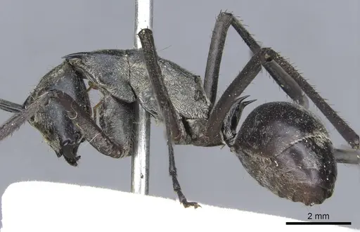 Polyrhachis philippinensis specimen CASENT0903435 image casent0903435_4