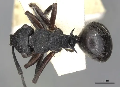 Polyrhachis phryne specimen CASENT0901972 image casent0901972_1