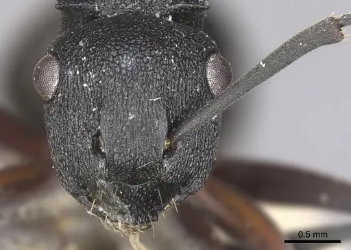 Polyrhachis phryne specimen CASENT0901972 image casent0901972_2