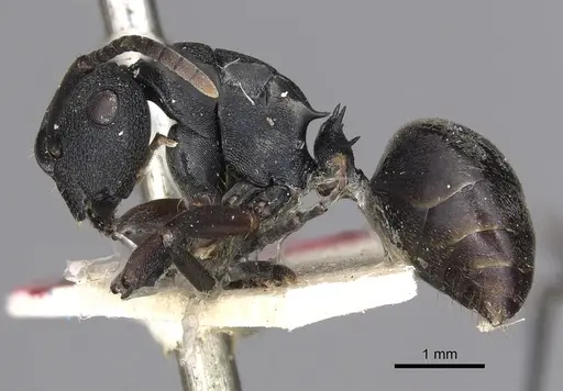Polyrhachis phryne specimen CASENT0901972 image casent0901972_3