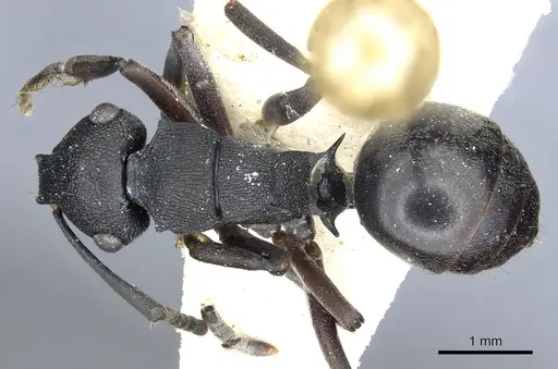 Polyrhachis phryne specimen CASENT0903305 image casent0903305_1