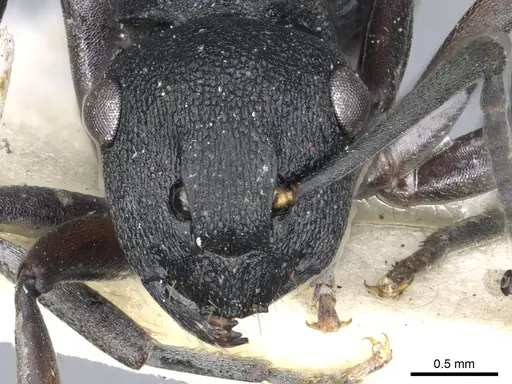 Polyrhachis phryne specimen CASENT0903305 image casent0903305_2