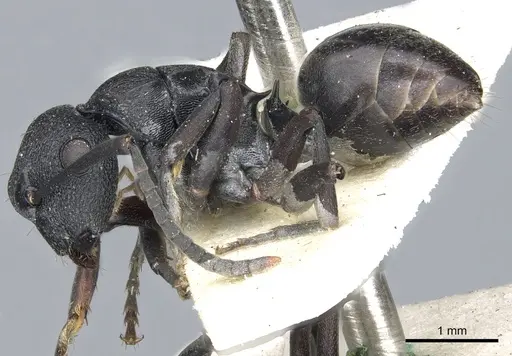 Polyrhachis phryne specimen CASENT0903305 image casent0903305_3