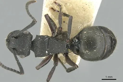 Polyrhachis phryne specimen CASENT0906565 image casent0906565_1