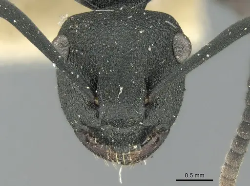 Polyrhachis phryne specimen CASENT0906565 image casent0906565_2
