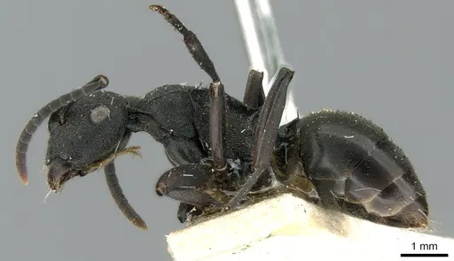 Polyrhachis phryne specimen CASENT0906565 image casent0906565_3