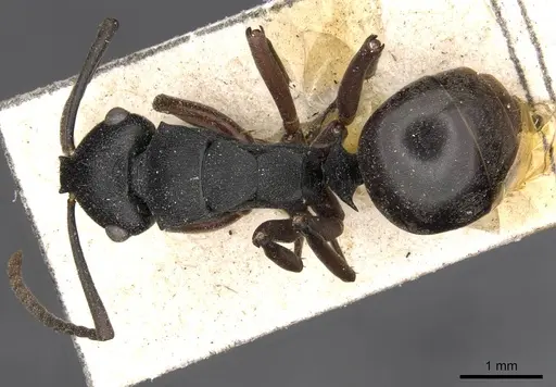 Polyrhachis phryne specimen CASENT0910777 image casent0910777_1