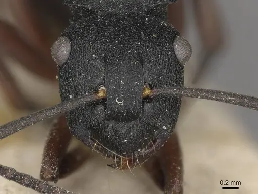 Polyrhachis phryne specimen CASENT0910777 image casent0910777_2