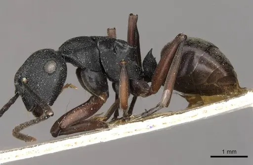 Polyrhachis phryne specimen CASENT0910777 image casent0910777_3