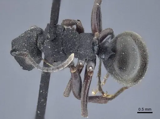 Polyrhachis phryne specimen CASENT0916644 image casent0916644_1