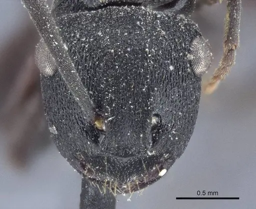 Polyrhachis phryne specimen CASENT0916644 image casent0916644_2