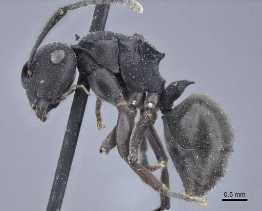 Polyrhachis phryne specimen CASENT0916644 image casent0916644_3