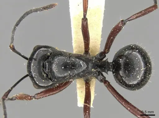 Polyrhachis pilosa specimen CASENT0906790 image casent0906790_1