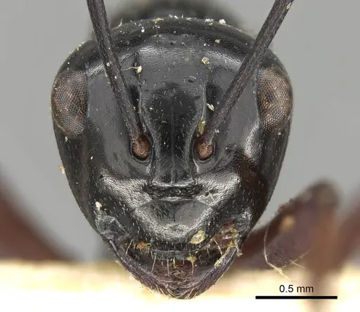 Polyrhachis pilosa specimen CASENT0906790 image casent0906790_2