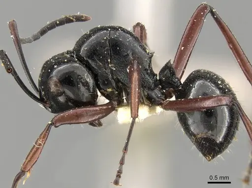 Polyrhachis pilosa specimen CASENT0906790 image casent0906790_3