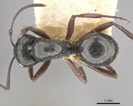 Polyrhachis pilosa specimen CASENT0910964 image casent0910964_1