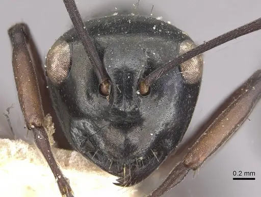 Polyrhachis pilosa specimen CASENT0910964 image casent0910964_2