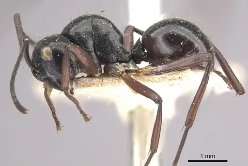 Polyrhachis pilosa specimen CASENT0910964 image casent0910964_3