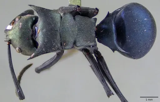 Polyrhachis pirata specimen ANTWEB1041838 image antweb1041838_1