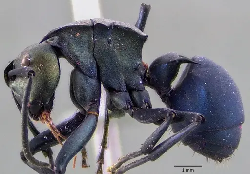 Polyrhachis pirata specimen ANTWEB1041838 image antweb1041838_3