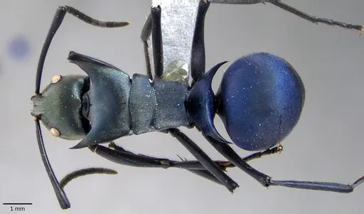 Polyrhachis pirata specimen ANTWEB1041854 image antweb1041854_1
