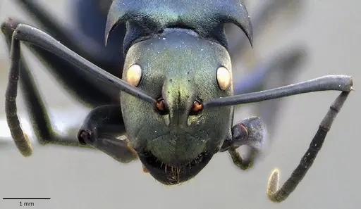 Polyrhachis pirata specimen ANTWEB1041854 image antweb1041854_2