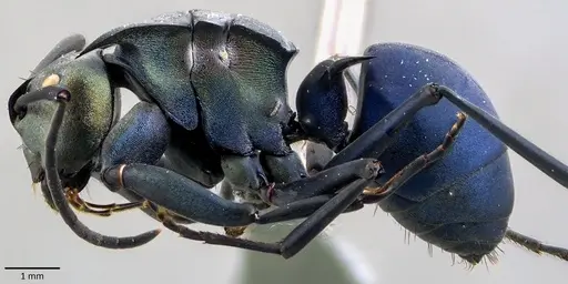 Polyrhachis pirata specimen ANTWEB1041854 image antweb1041854_3