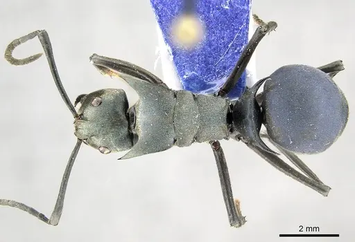 Polyrhachis pirata specimen CASENT0915824 image casent0915824_1