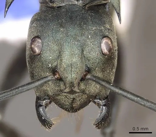 Polyrhachis pirata specimen CASENT0915824 image casent0915824_2
