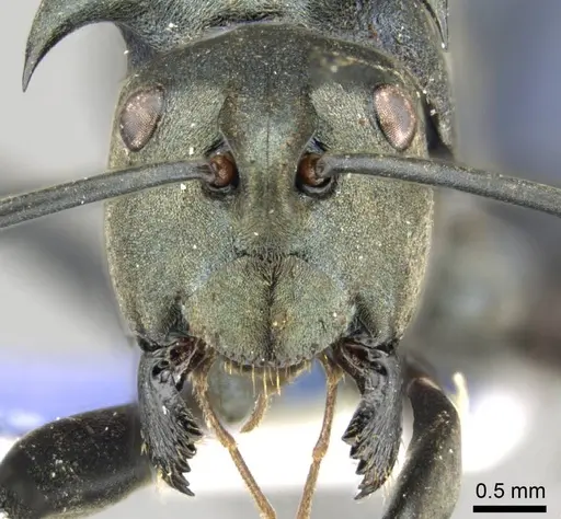 Polyrhachis pirata specimen CASENT0915824 image casent0915824_3