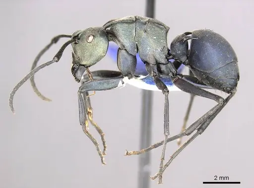 Polyrhachis pirata specimen CASENT0915824 image casent0915824_4