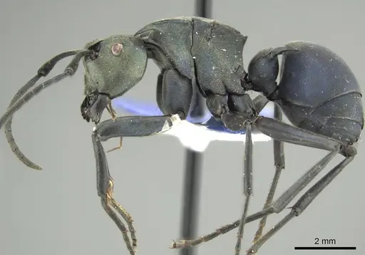 Polyrhachis pirata specimen CASENT0915824 image casent0915824_5