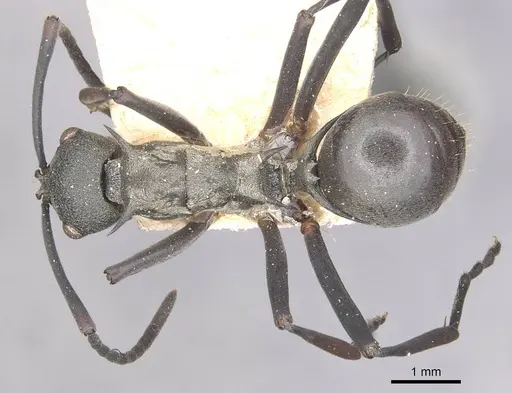 Polyrhachis plato specimen CASENT0910895 image casent0910895_1