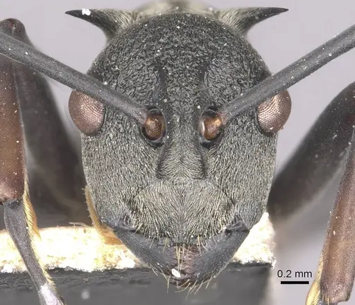 Polyrhachis plato specimen CASENT0910895 image casent0910895_2