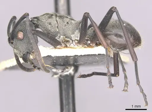 Polyrhachis plato specimen CASENT0910895 image casent0910895_3
