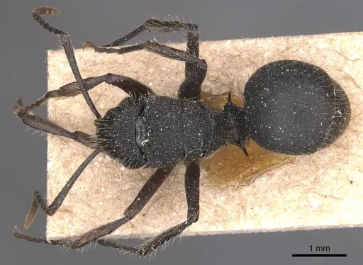 Polyrhachis platyomma specimen CASENT0905625 image casent0905625_1