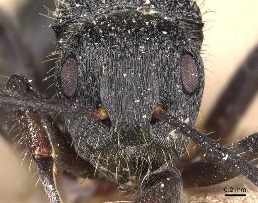 Polyrhachis platyomma specimen CASENT0905625 image casent0905625_2
