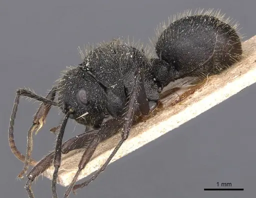 Polyrhachis platyomma specimen CASENT0905625 image casent0905625_3